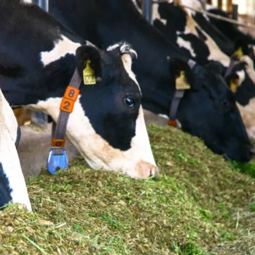 Image hover effect image