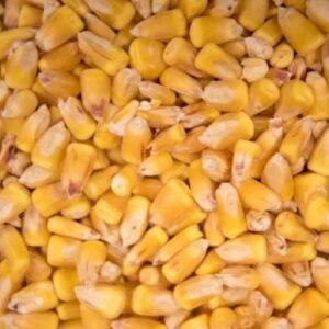 Corn Maize Cattle Feed