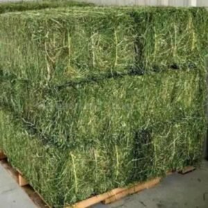 Hay Cattle Feed